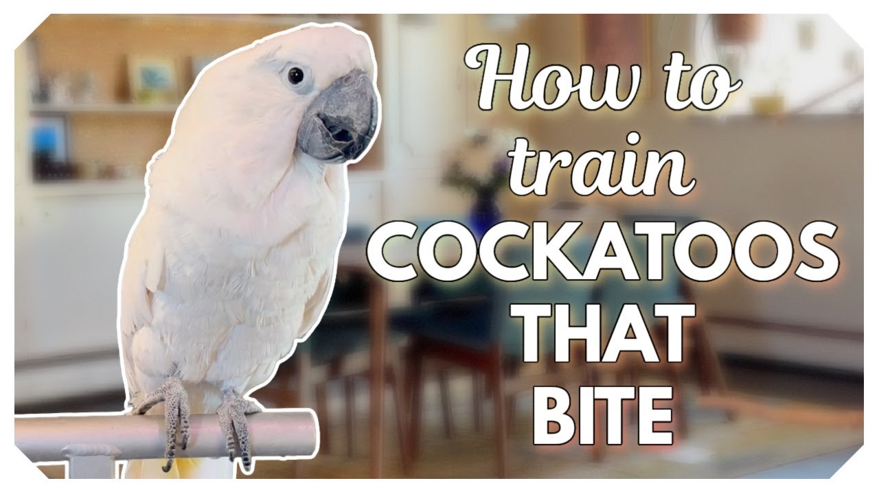 Why Your Cockatoo Bites (and How to Finally Stop It!)