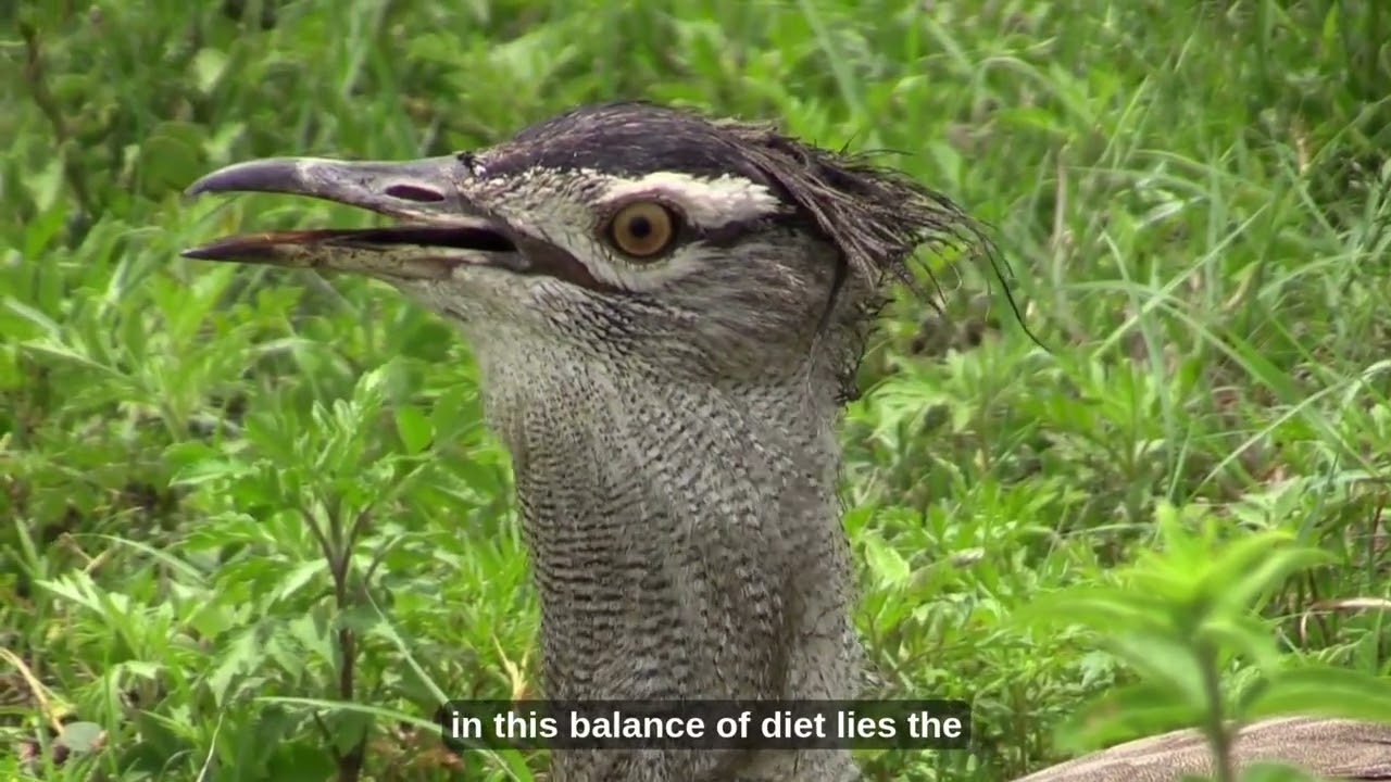 Kori Bustard: Africa’s Heaviest Flying Bird