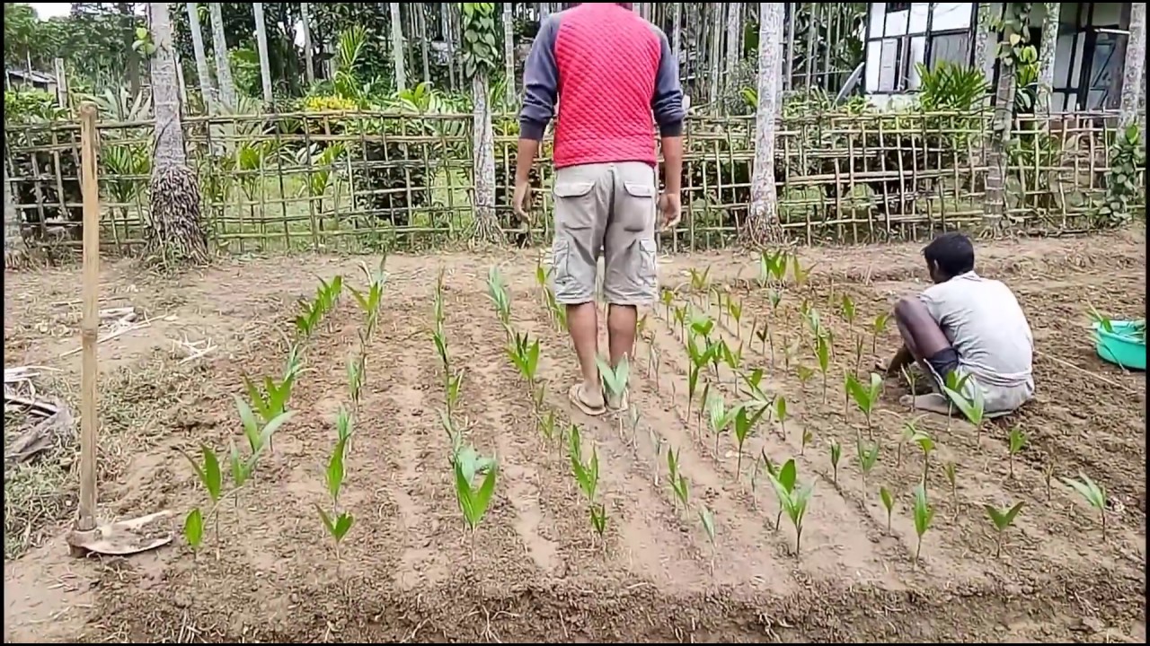 सुपारी के पौधे को कैसे बड़ा करें / How to grow up a plant of betelnut