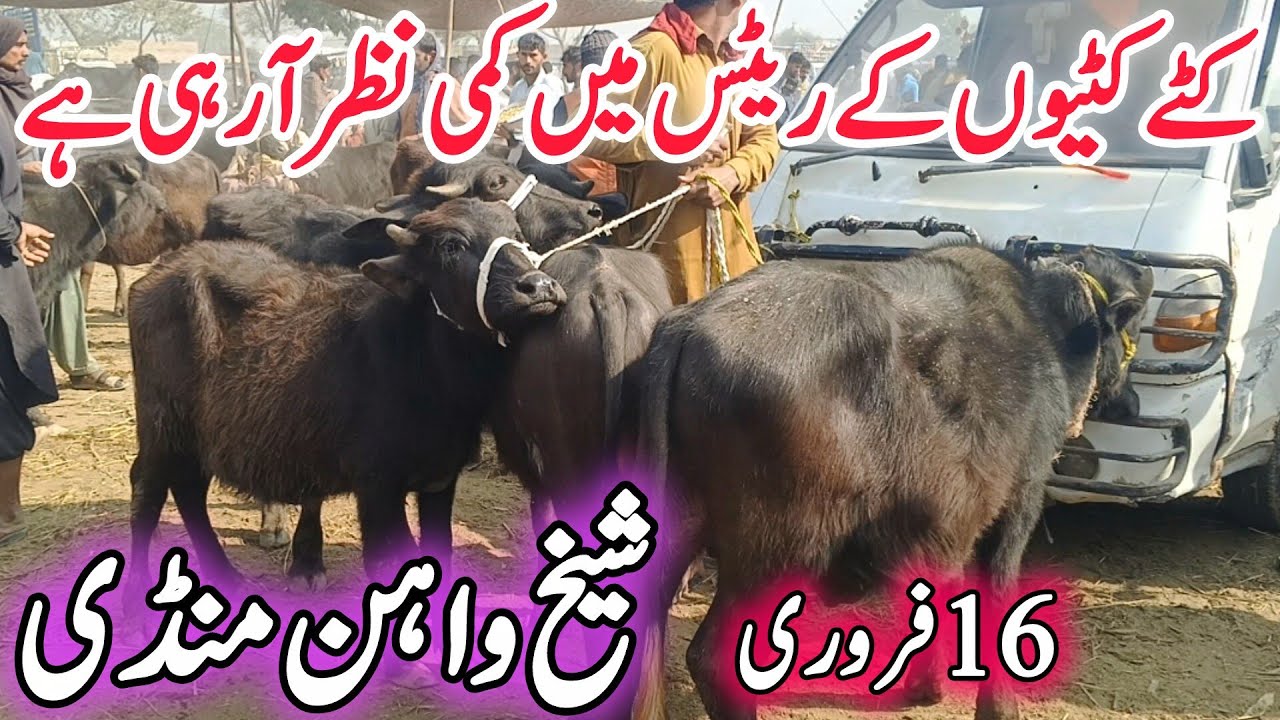 Sheikwahan Buffalo Mandi | Katte Kattian Nili Ravi Bhains Breeder jhotiyaa 