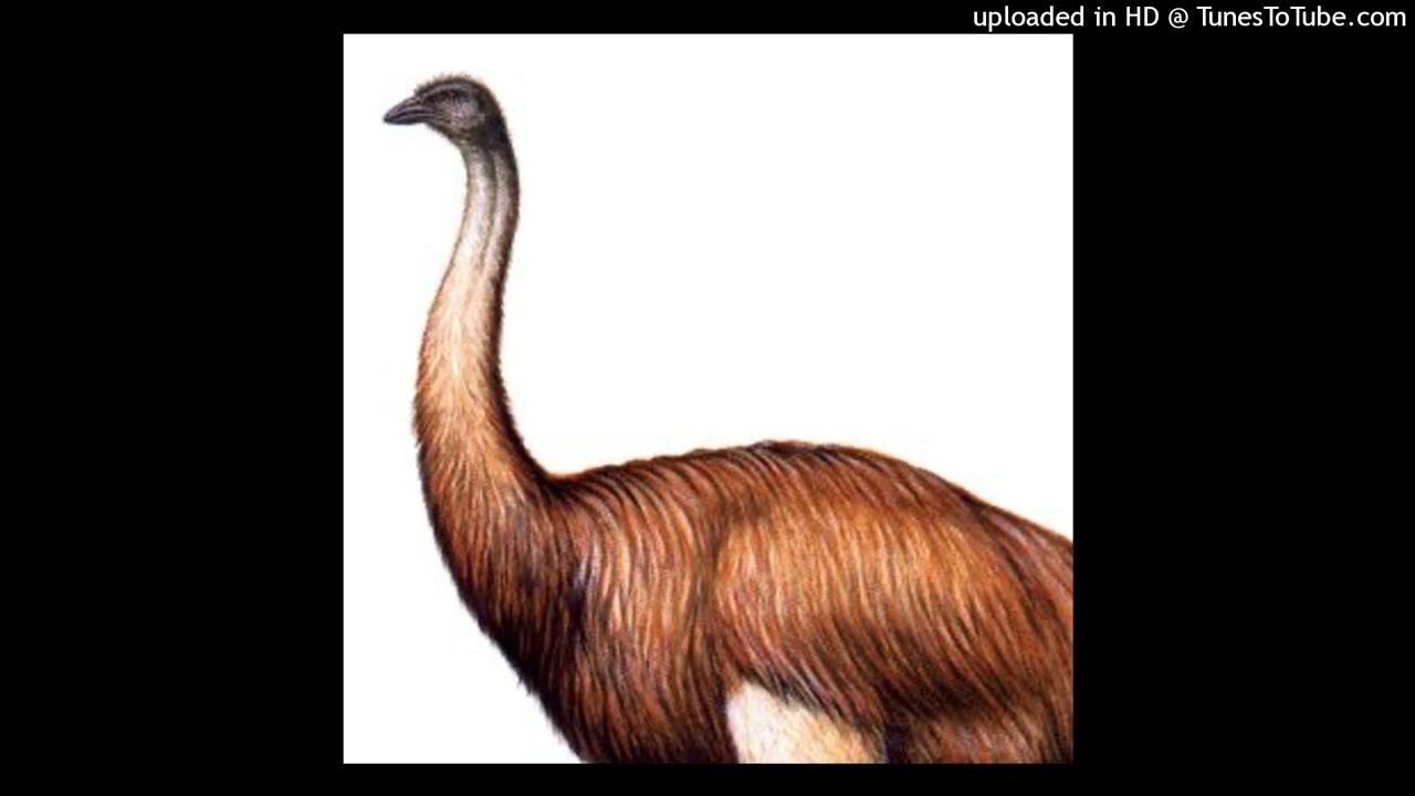SAINT MERCAT&Oslash;R - Da biggest bird🦤🦩🦚🦅🕊【prod. EZZIEWTF】