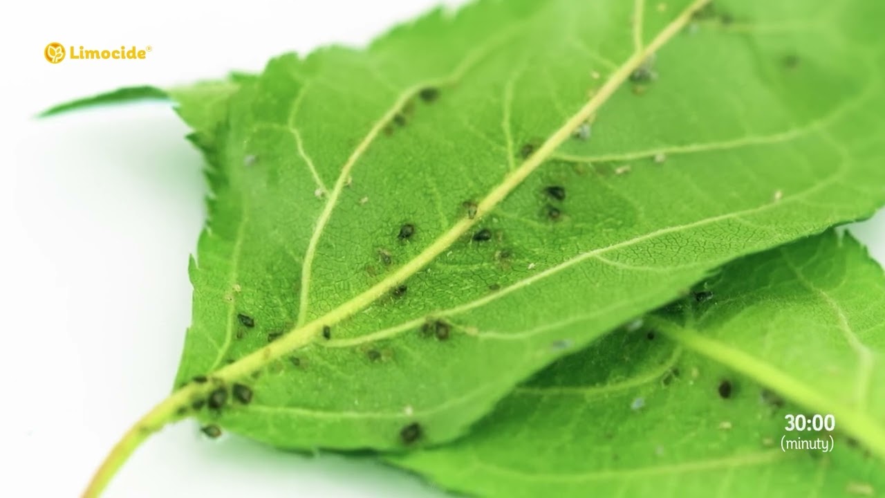 Limocide &ndash; naturalny fungicyd, insektycyd i akarycyd o działaniu kontaktowym