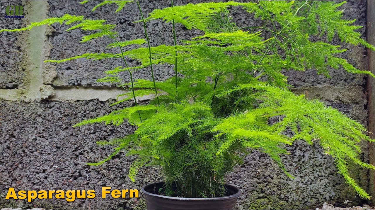 Размножение спаржи щетинистолистной (Asparagus setaceus) или папоротника спаржи | Супер простой с...