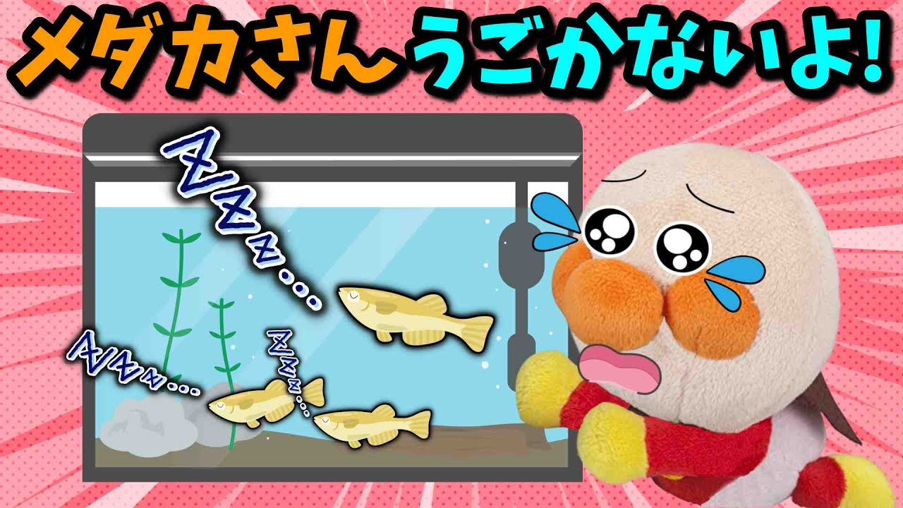 どうして？メダカさんが全然動かないよ！みんなは「冬眠」って知ってる？🐥