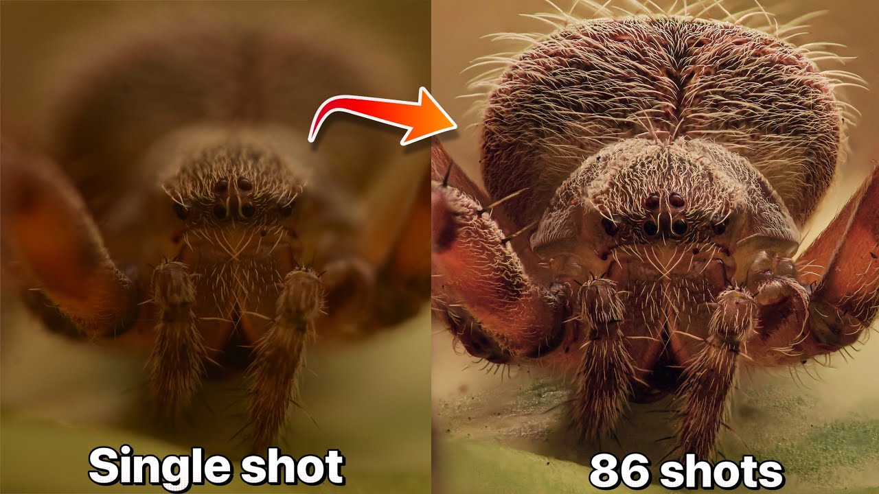 Macro Photography: Handheld Focus Stacking Guide