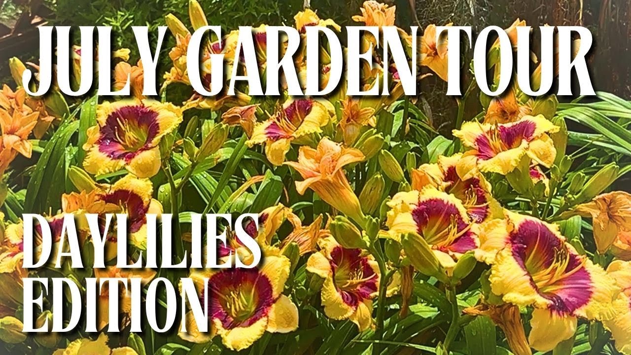 Walters Gardens Daylilies Comparison Tour | July 2025