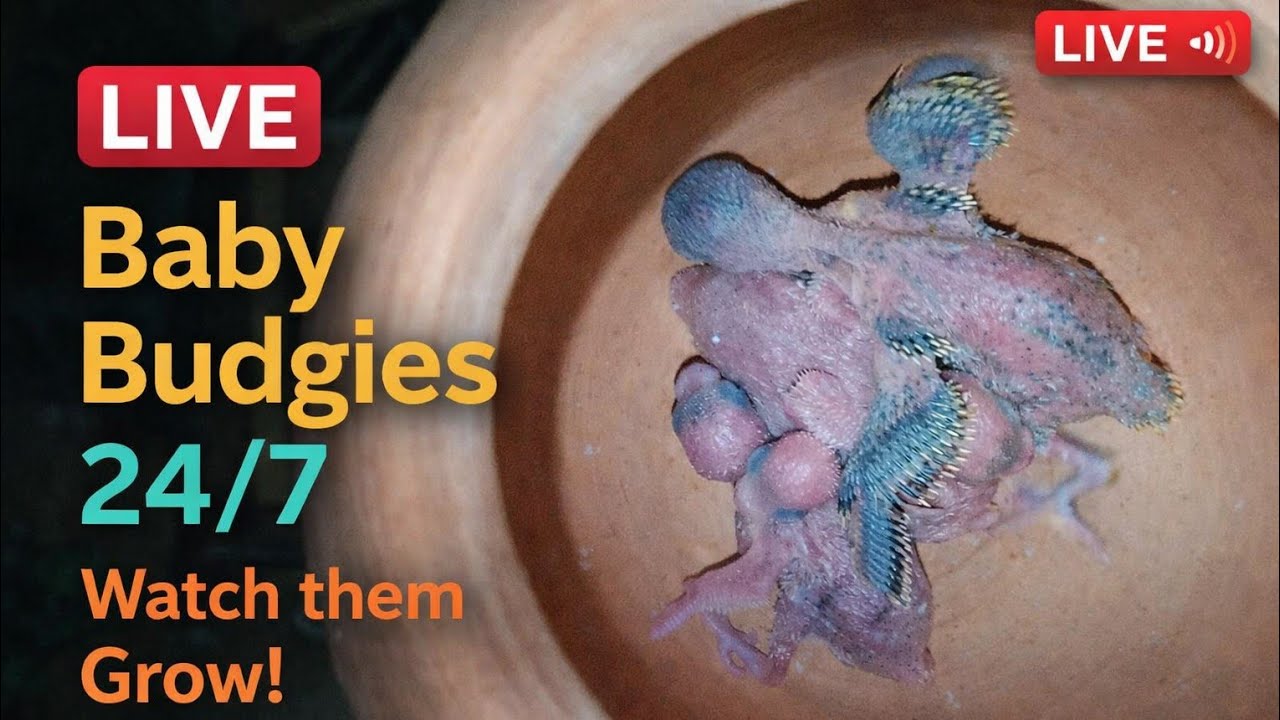 🔴 LIVE | Budgies Parrot Family 🐦 Mother & Father Caring, Feeding & Cleaning Babies Watch Them Grow