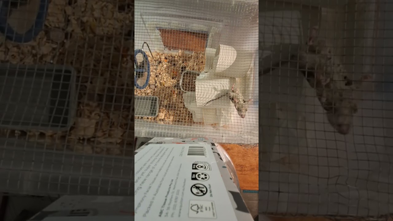 Mice explore asmr