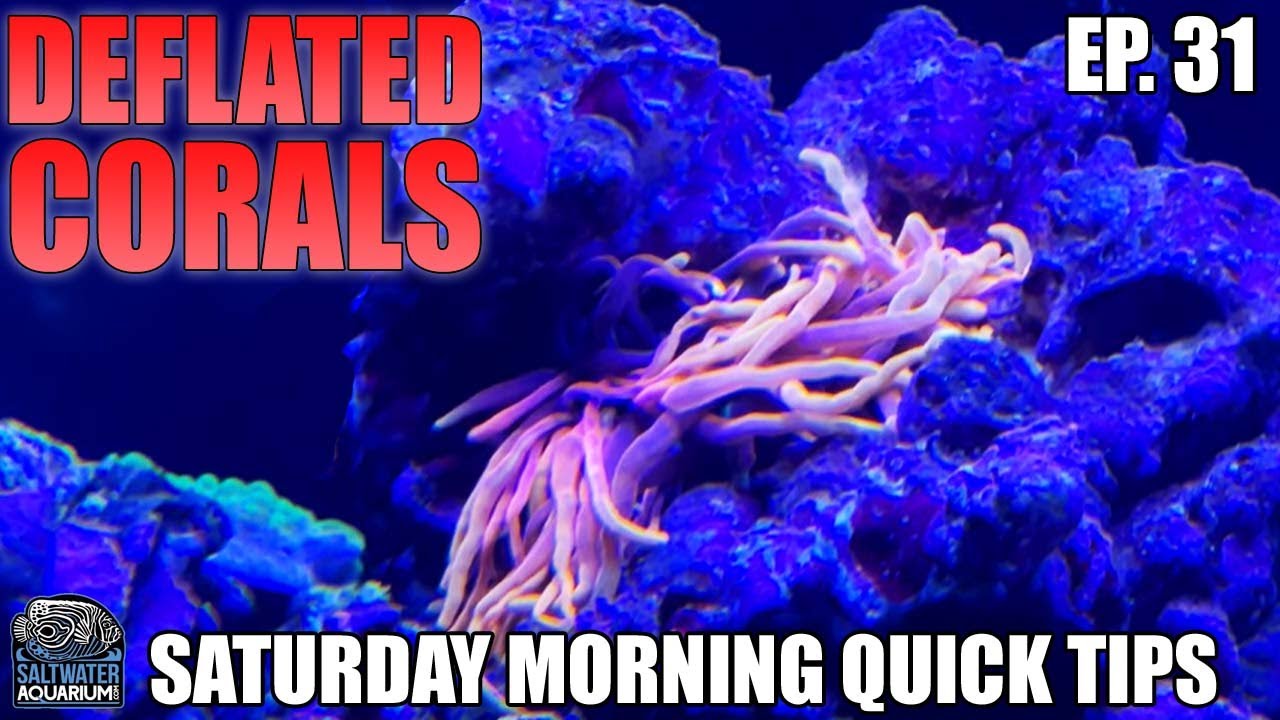 DEFLATED Sea Anemones & LPS Corals In Your Saltwater Tank - Saturday Morning Quick Tips