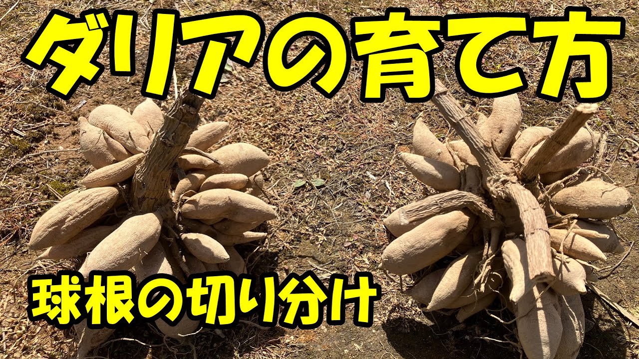 ダリアの育て方　球根の切り分け 　How to grow dahlias.