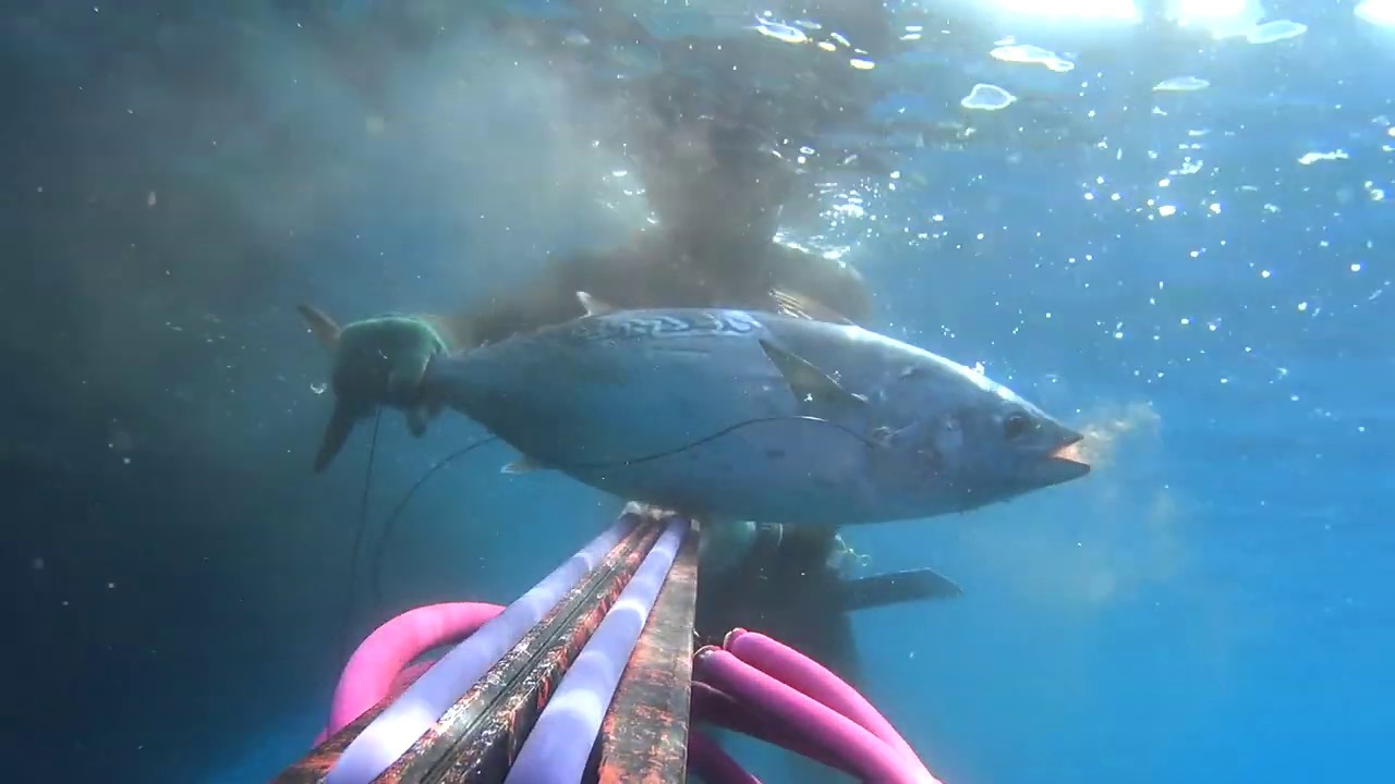 Spearfishing atlantic bonito & little tunny  -  Lesvos spearguns full invert 115 & 120