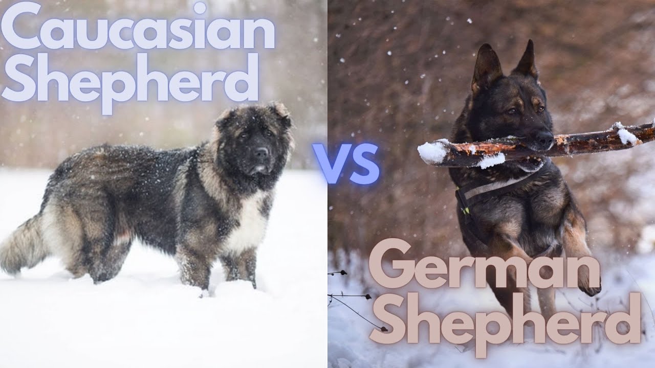 Caucasian Shepherd or German Shepherd: Which Is Best For You?!