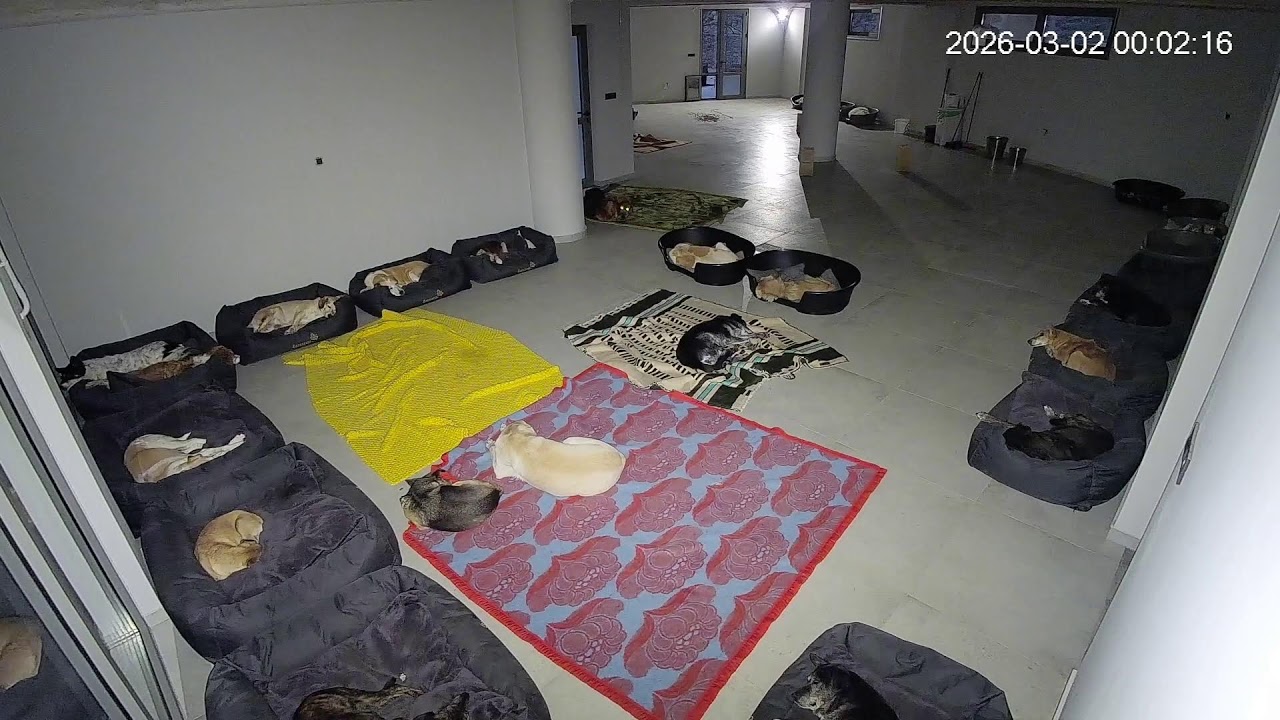 Live streaming from the shelter every day at 20:00 !