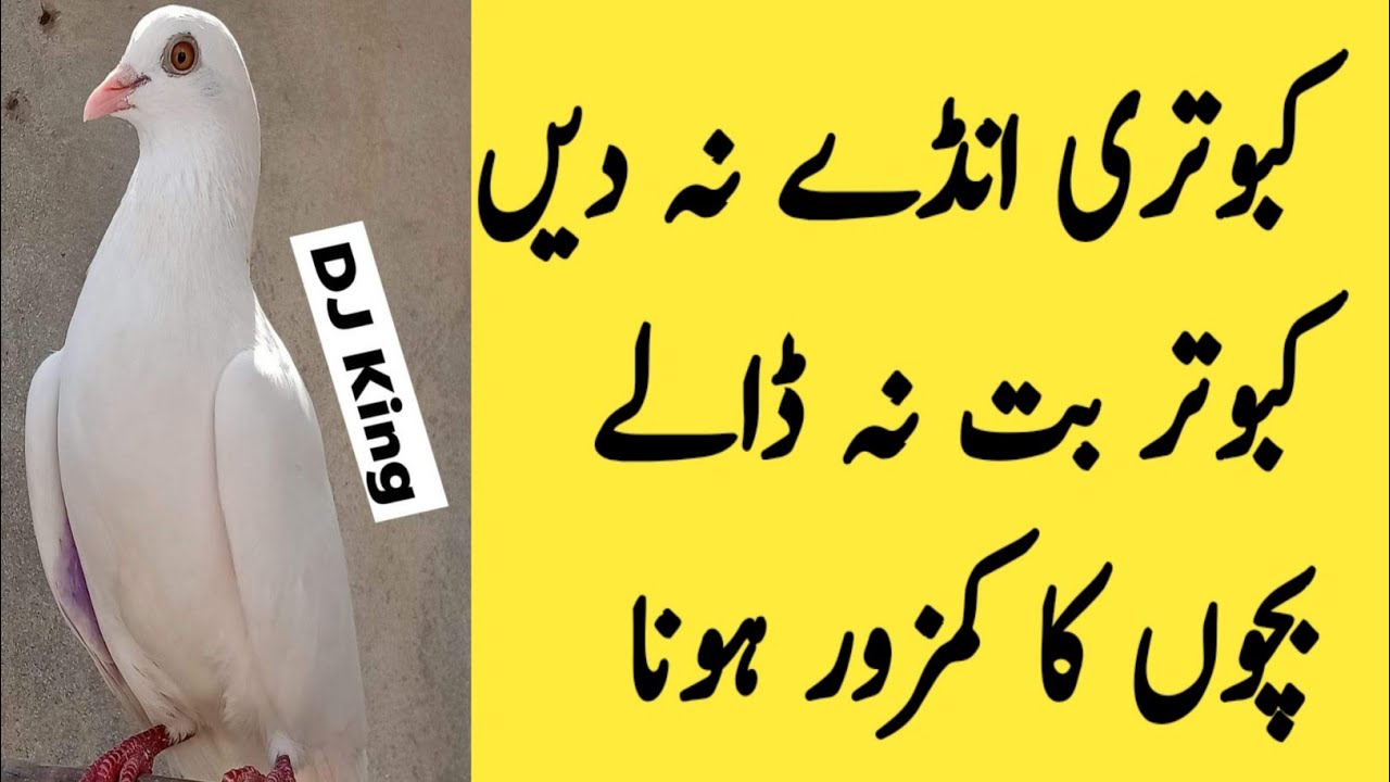 kabootar ke liye vitamin | ande se band kabootar | kabootar boot na daly