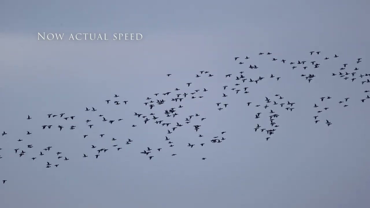 Those Flocking Wigeon