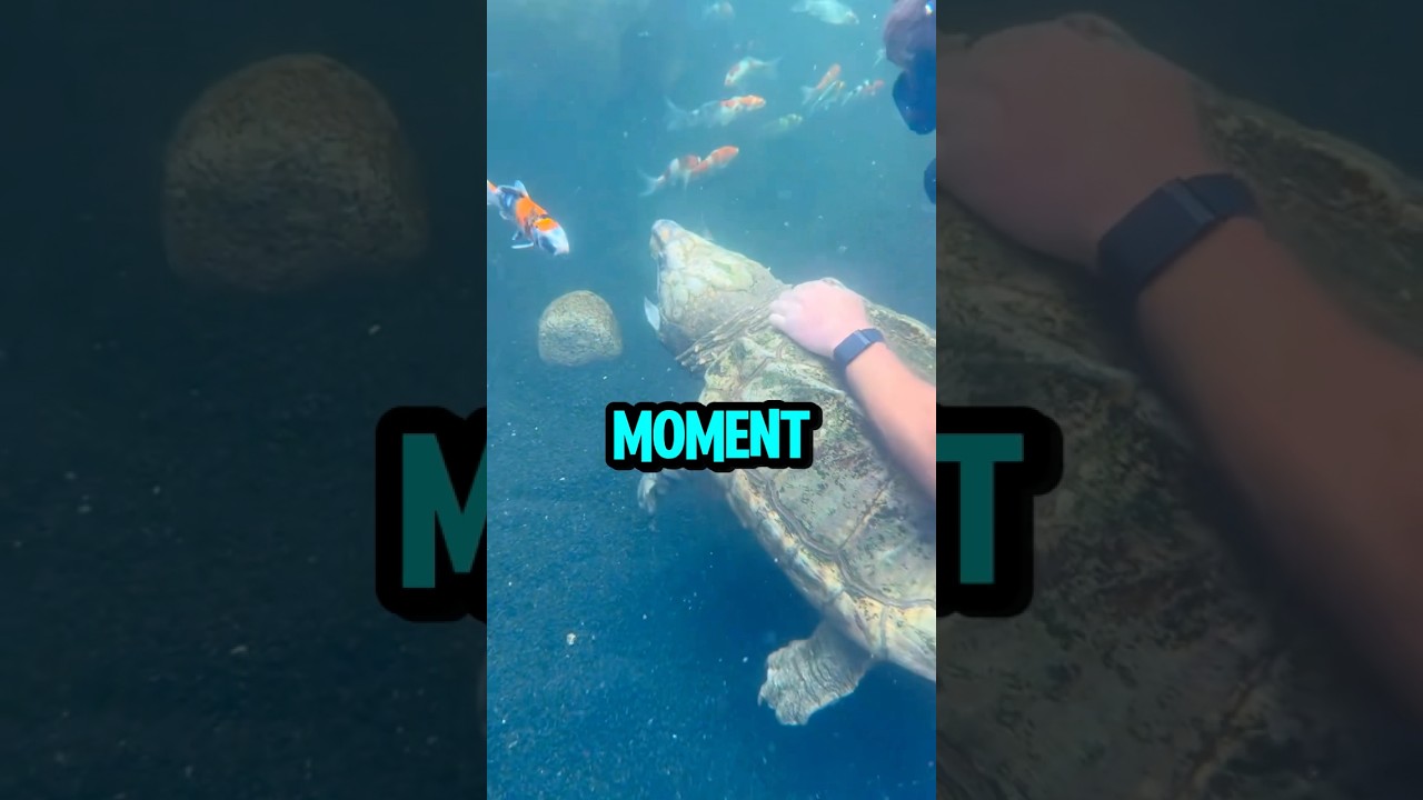 What This Old Turtle Was Actually Trying to Do 