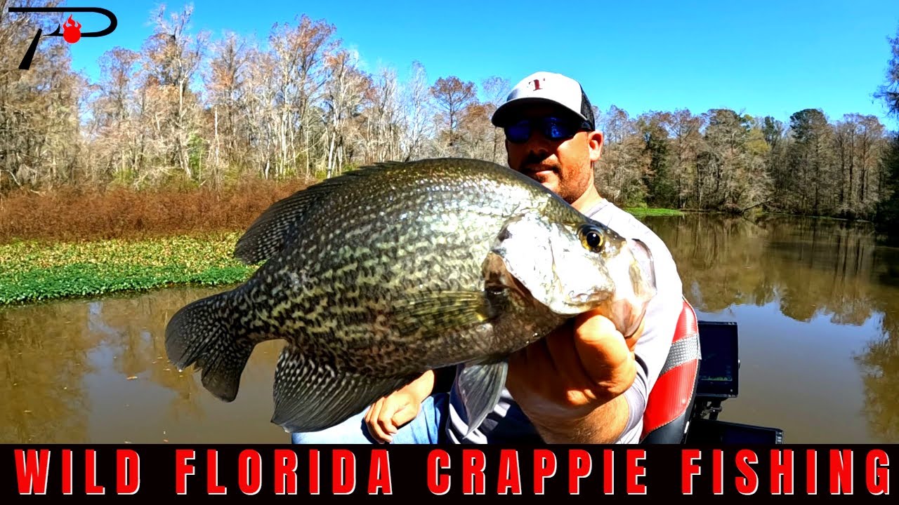 Florida Crappie Fishing