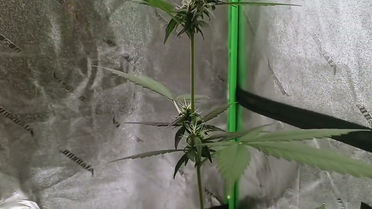 GDP auto flowering stage