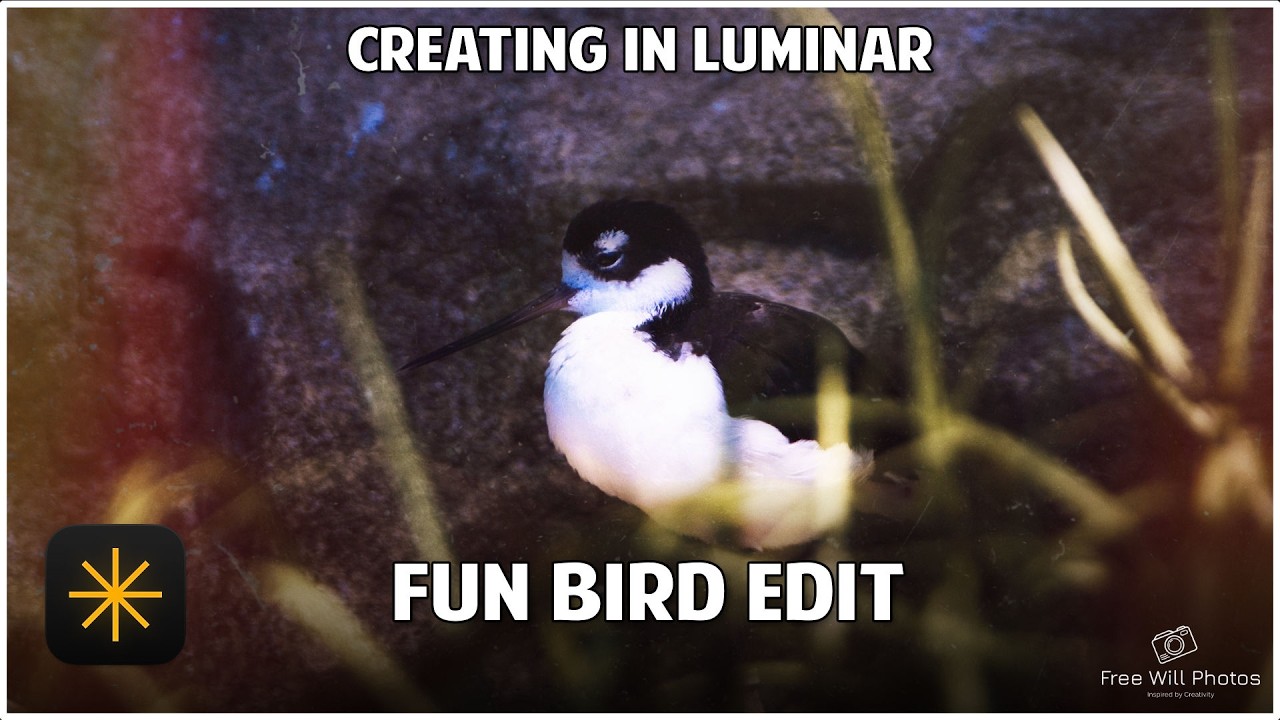 Creating In Luminar Neo: Having Fun With A Bird Photo