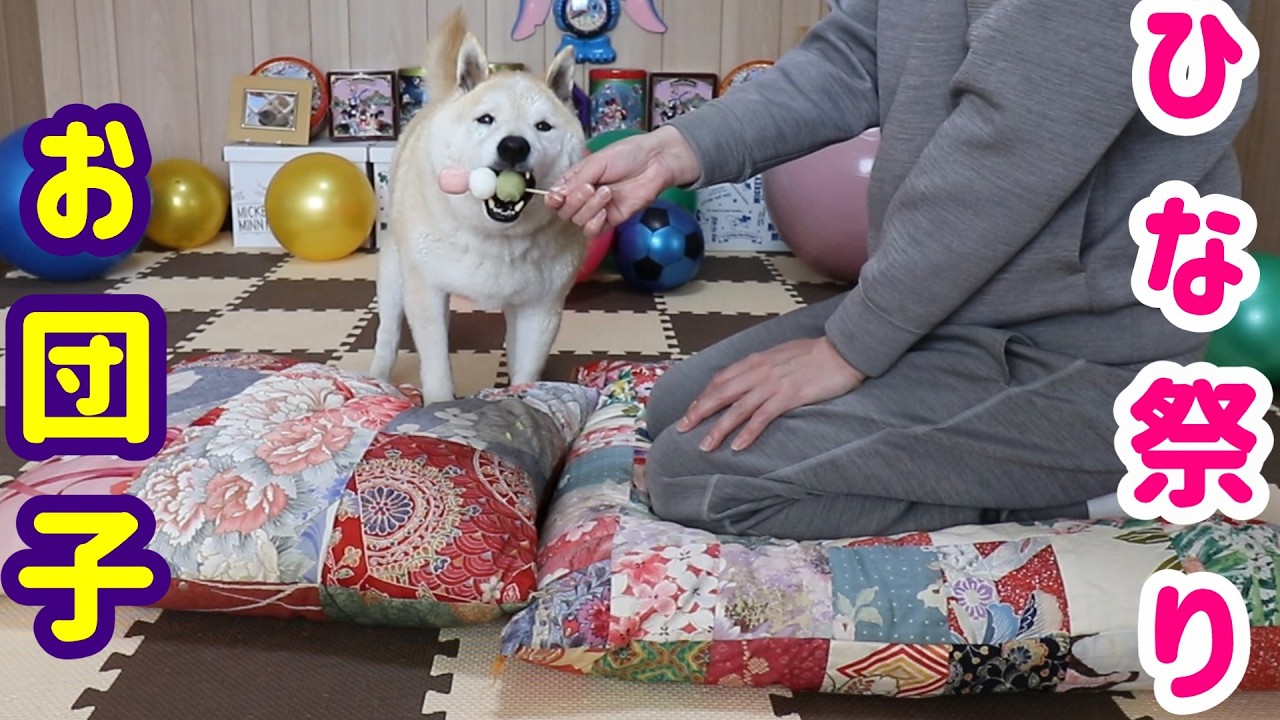 空くんひな祭りのお団子食べるよ！食いしん坊の空くんは何個でも食べたい。　A Shiba Inu eating hina festival dumplings
