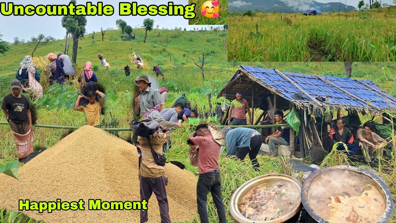 KEHUN LOW//Villagers  Harvesting Rice /Winnowing And Counting Rice In Traditional Way/NagaLife Style