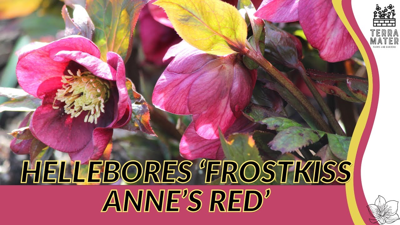 Exploring LENTEN ROSE 'FROST KISS ANNE'S ROSE' in 2 Minutes | (Helleborus x hybridus)