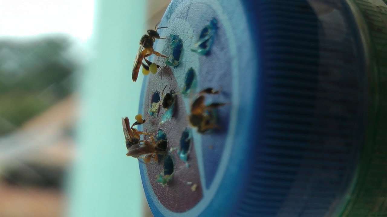 Como prevenir ataque de abelhas limão na sua caixa de abelhas jataí!