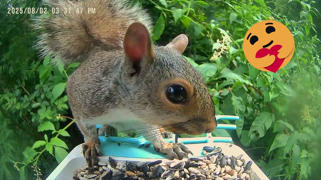 Blue Jay, Cardinal, Chickadee, Finch, and a Squirrel Visit the BIrdcam Feeder
