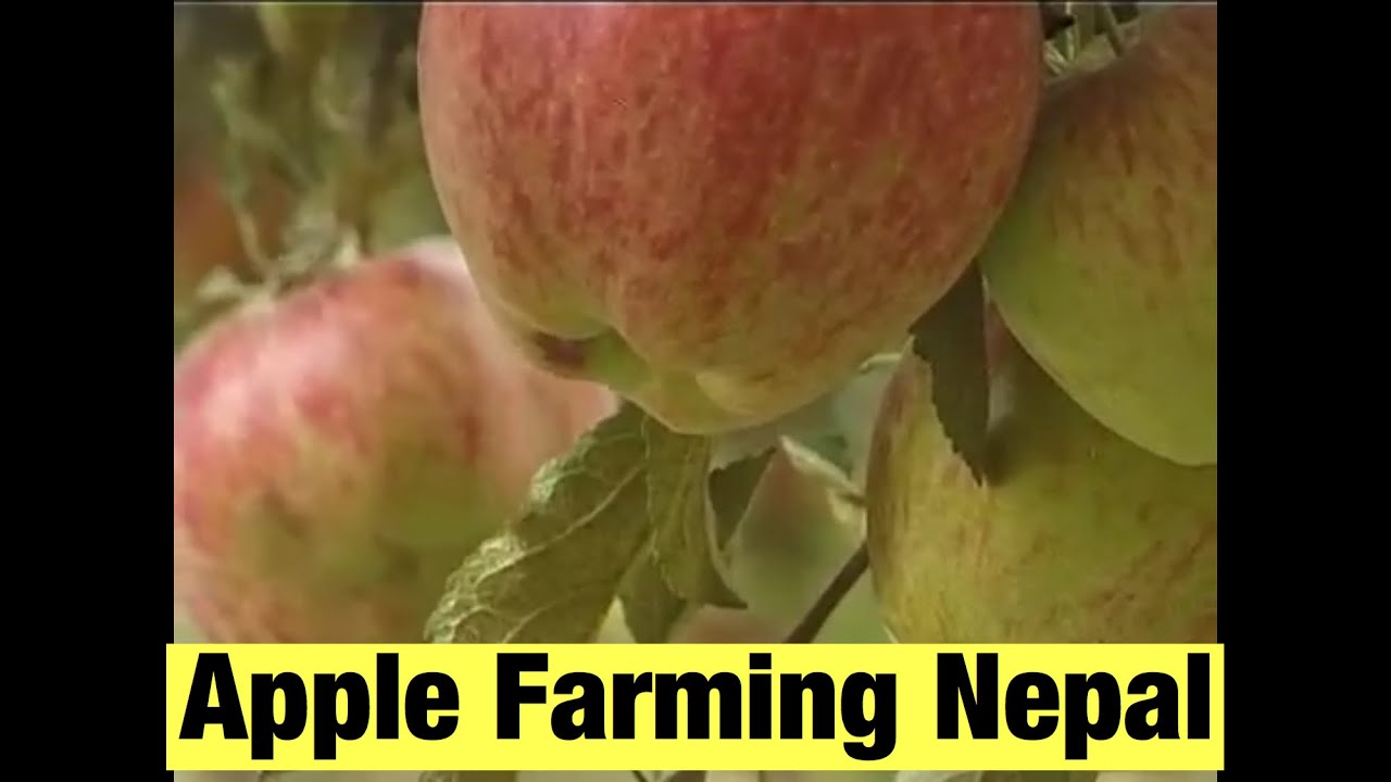 Howe Does Gravity Rope way for Apple farmers is helping in high mountains of Mustang Nepal