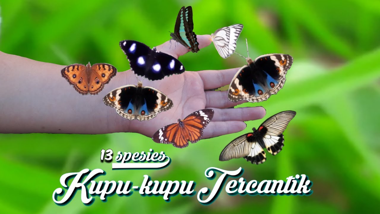 13 Spesies Kupu-kupu Cantik paling Mudah Ditemukan