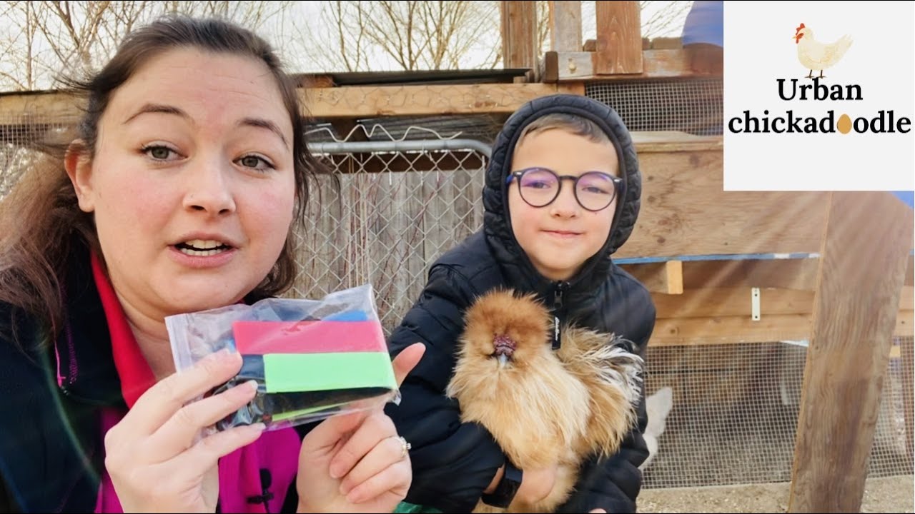 Do Rooster Collars Work To Stop Rooster From Crowing?