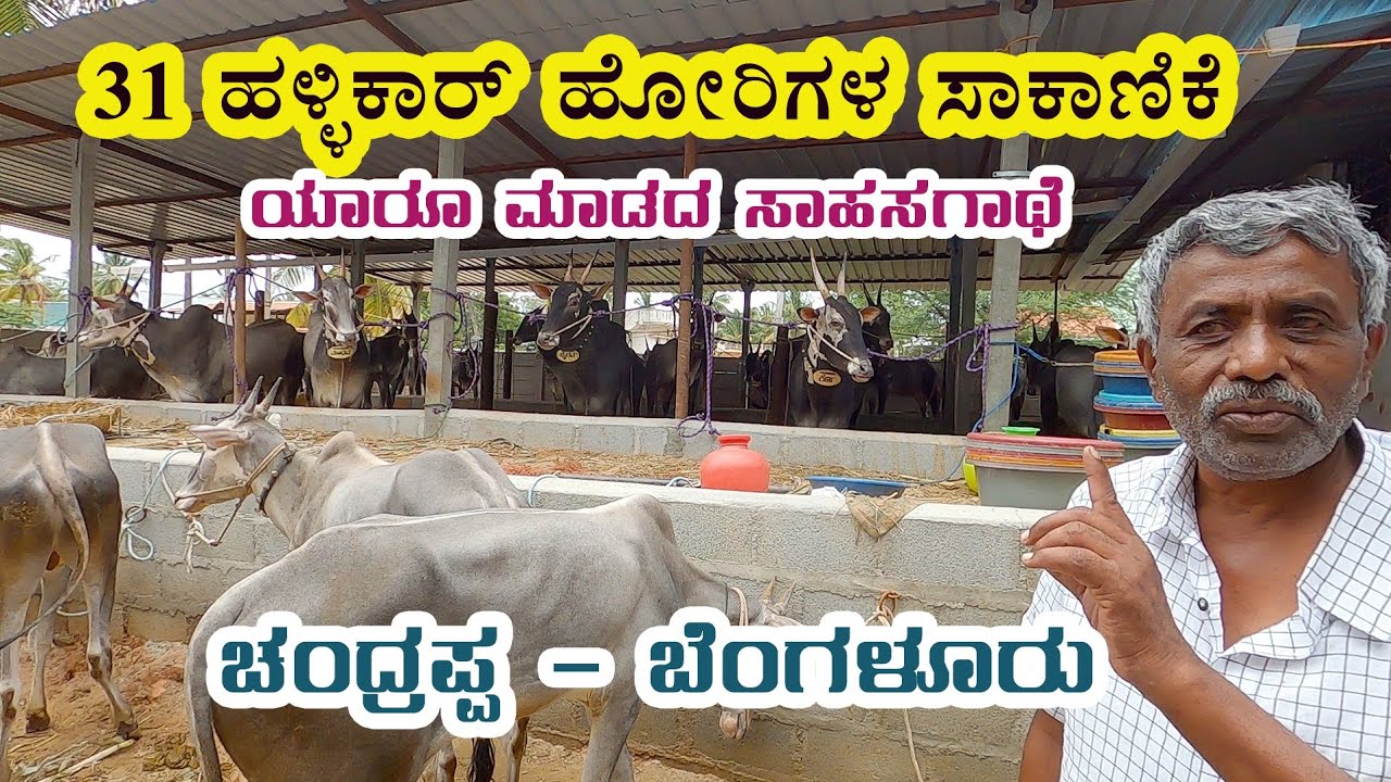 Chandrappa rearing 31 hallikar bulls - Amaze of Bengaluru