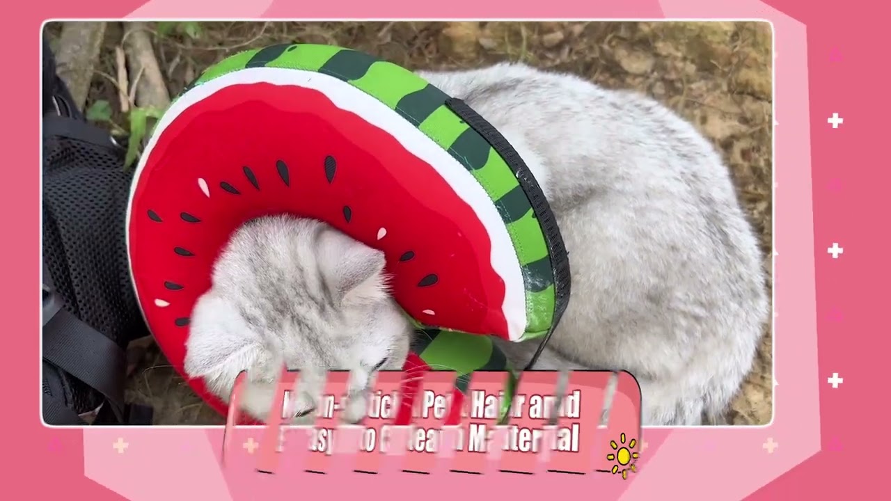 Comfortable Recovery Collar for Dogs and Cats#usacmel #Dogs#Cats#Recovery Collar