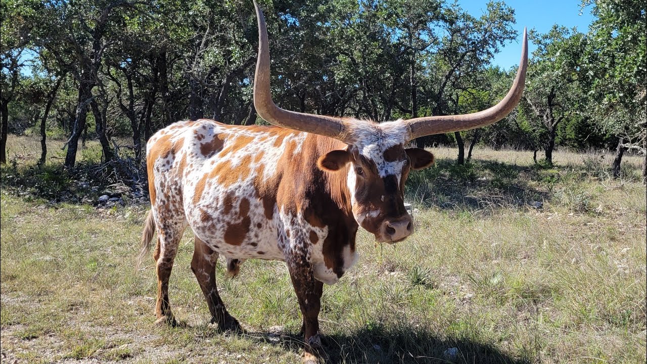 YO RANCH HEADQUARTERS, Mountain Home, Texas. Wild West and Cattle Drives. History of the YO Ranch .