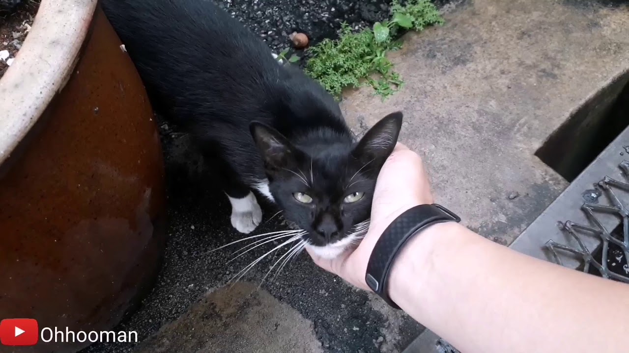 GainingThe Trust Of a Scared Stray Cat. Now we are friends 😻 l Oh Hooman