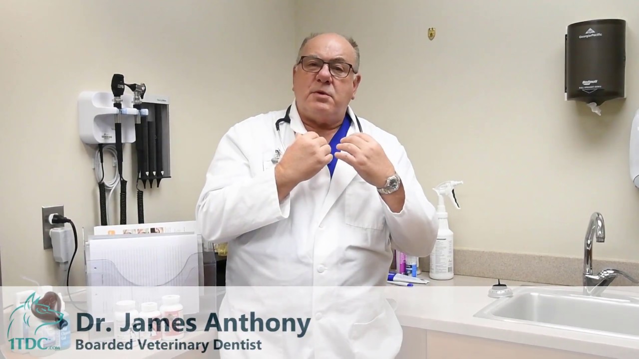 Difference between gingivitis and stomatitis in pets
