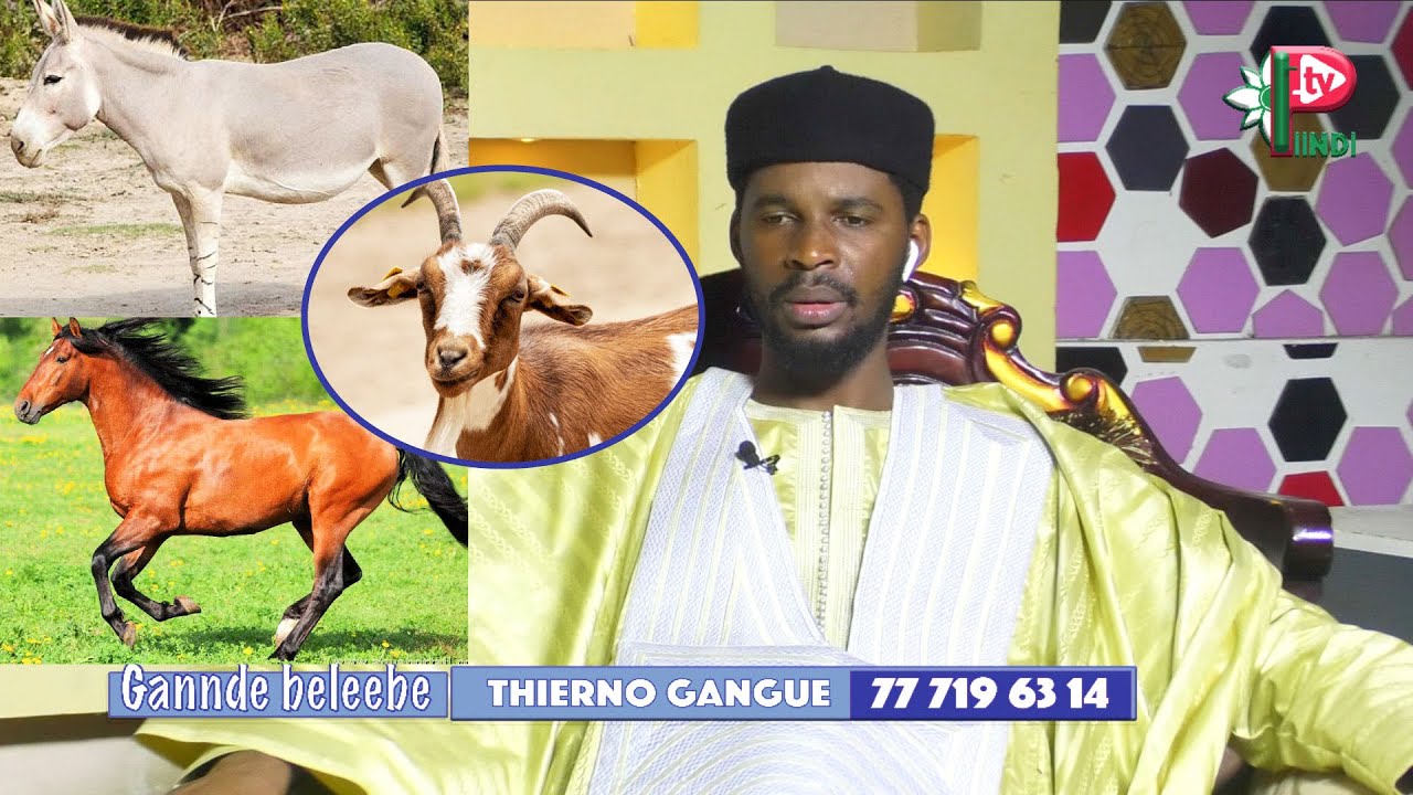 THIERNO GANNGUE dans Gannde Baleebe