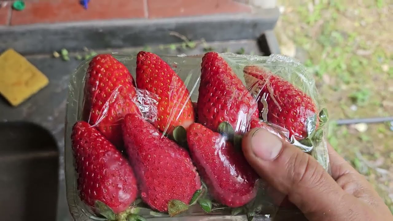 Como Semear Morango