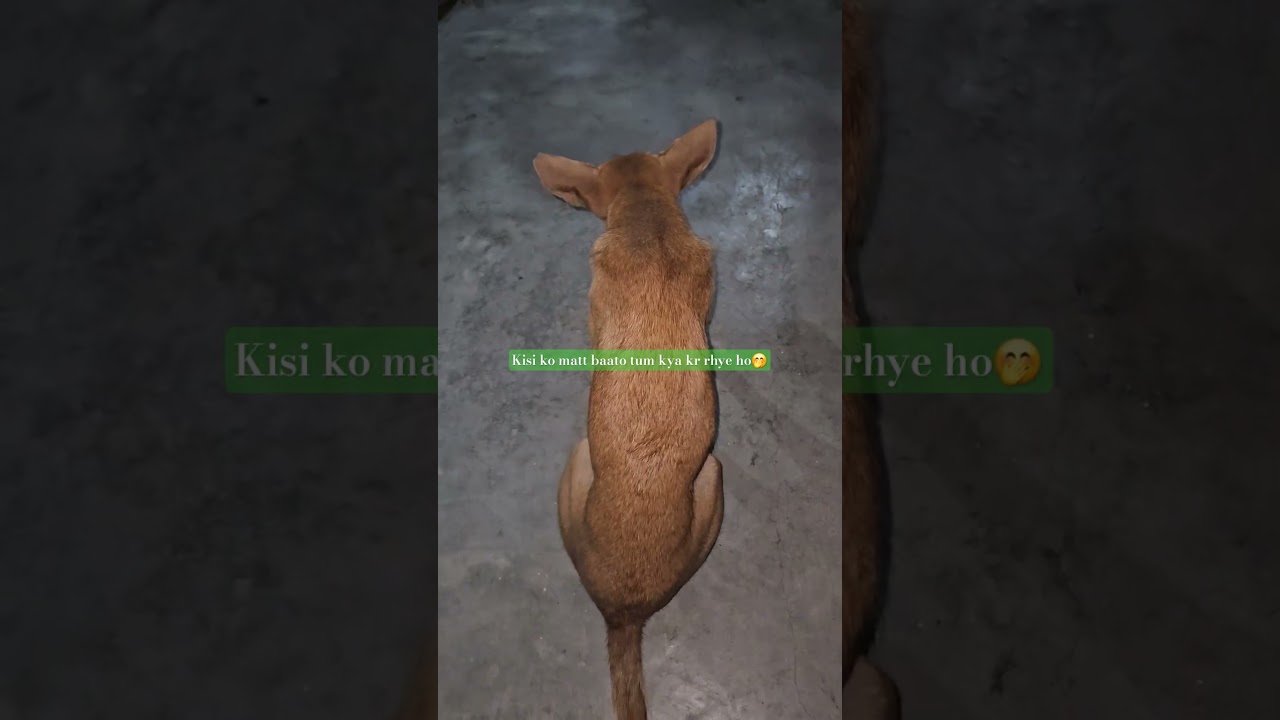 #instadogs #adoptstrays #streetdog #animals #prank #youtubeshorts #dogfood #puppies #lifestyle #love