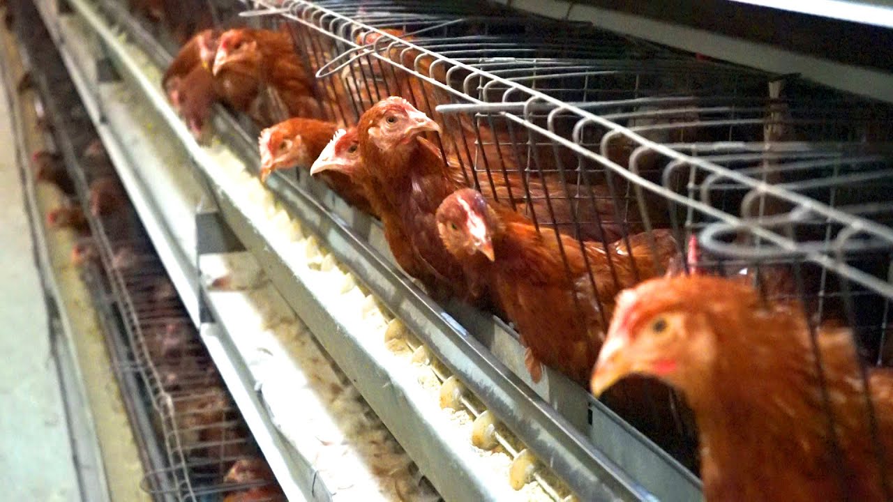 Птахофабрика «Натон» стає брендом Путивля, який знає вся країна