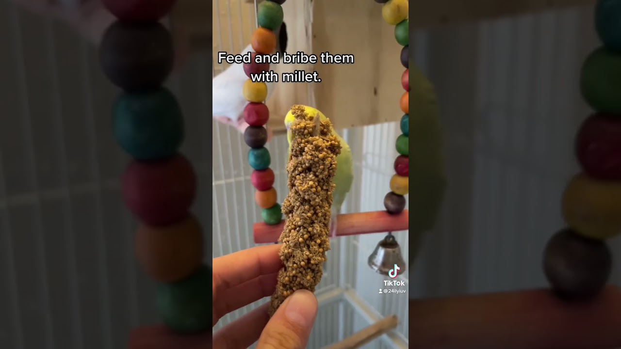 Taming budgies #birds #budgie #parakeet #parrot #shorts #birds #budgies #parrots #tamedbirds