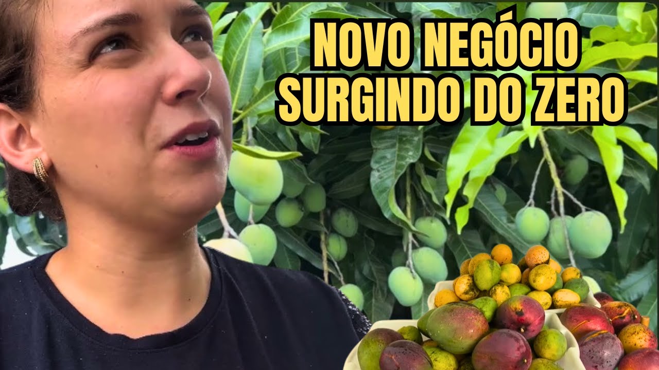 ROTINA NA NOSSA CHÁCARA EM OBRAS: VAMOS TRANSFORMAR ESSA COLHEITA DE MANGA EM UMA FONTE DE RENDA