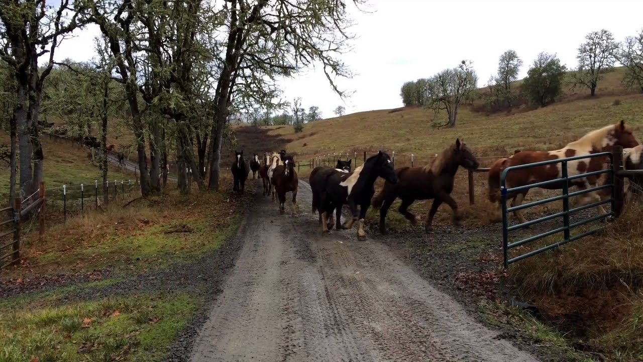 110 Horses Run to Pasture