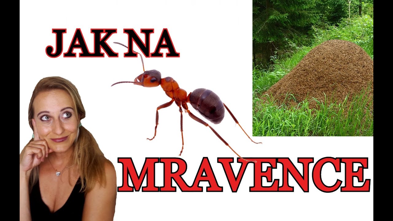 MRAVENCI | JAK NA MRAVENCE | JAK SE ZBAVIT MRAVENCŮ V ZÁHONĚ, NA STROMECH A V ZAHRADĚ 12 TIPŮ