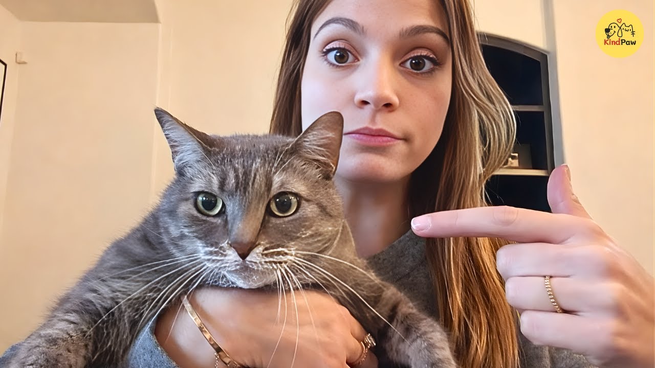 Женщина взяла из приюта кошку, а затем заметила её необычную реакцию на каждого гостя.