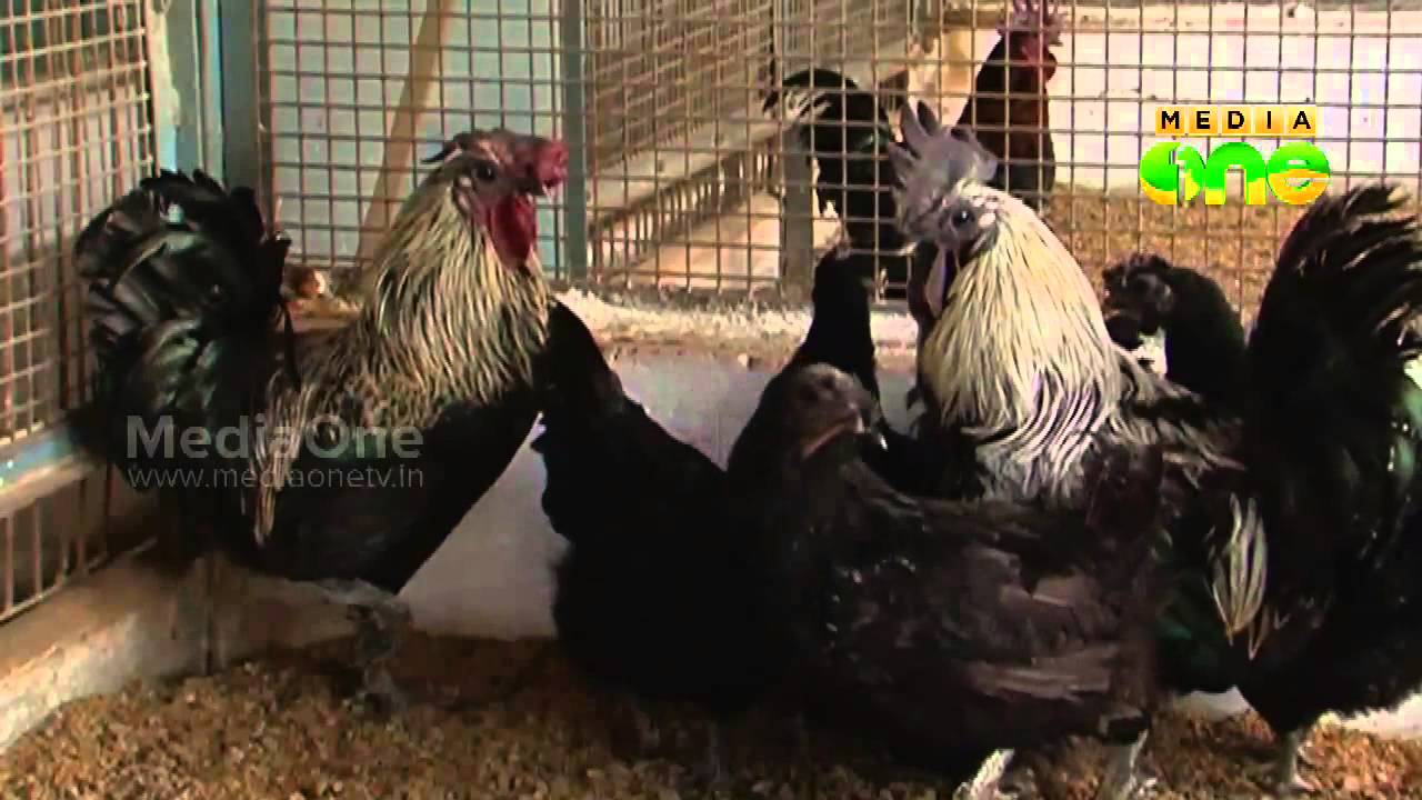 Njatuvela  Agricultural awareness - Poultry farming | കോഴി വളര്‍ത്തല്‍ (Part 1, Episode 09)