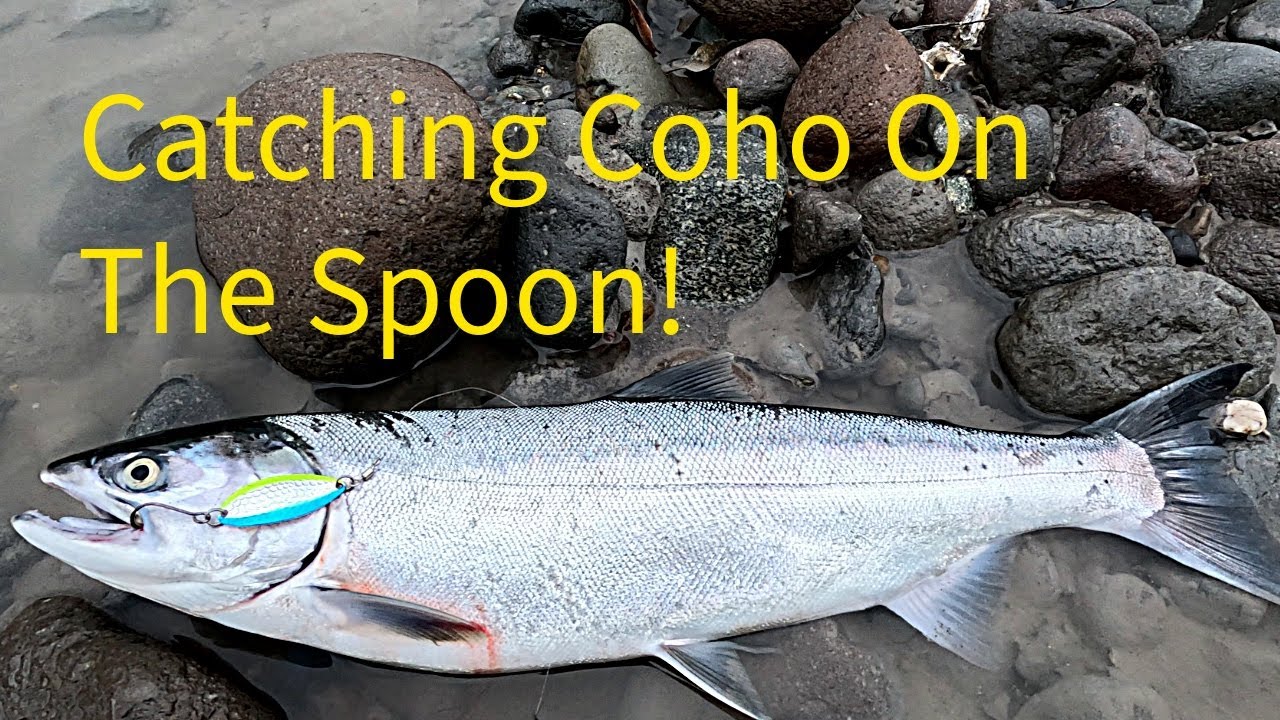 Catching Coho Salmon On The Spoon On The River