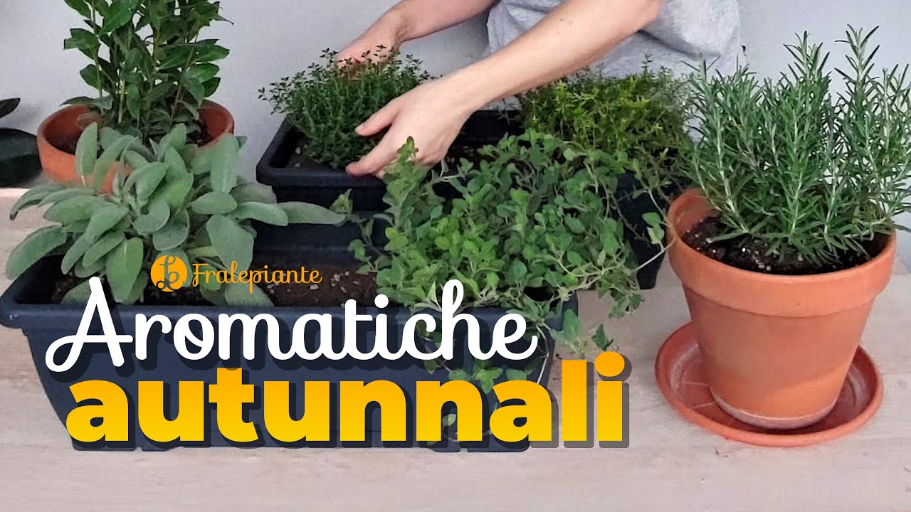 6 PIANTE aromatiche che resistono al FREDDO | perfette per il balcone in autunno-inverno!