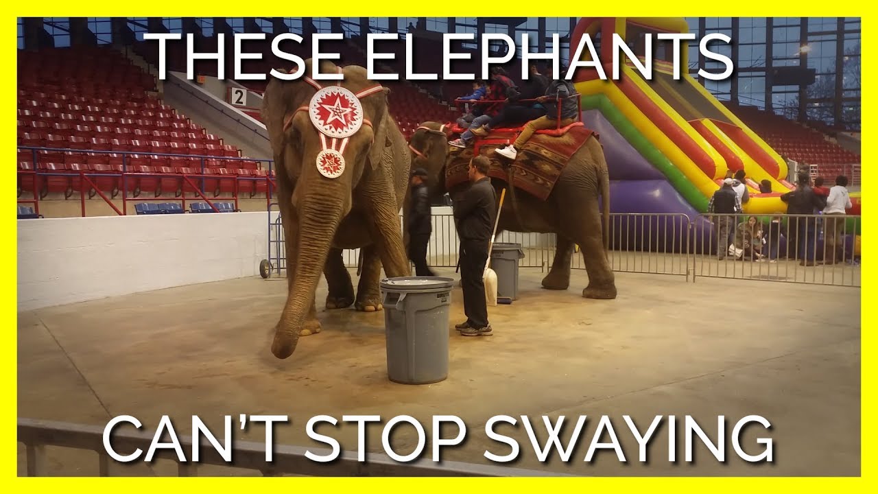 The Reason These Elephants Can&rsquo;t Stop Swaying Will Break Your Heart