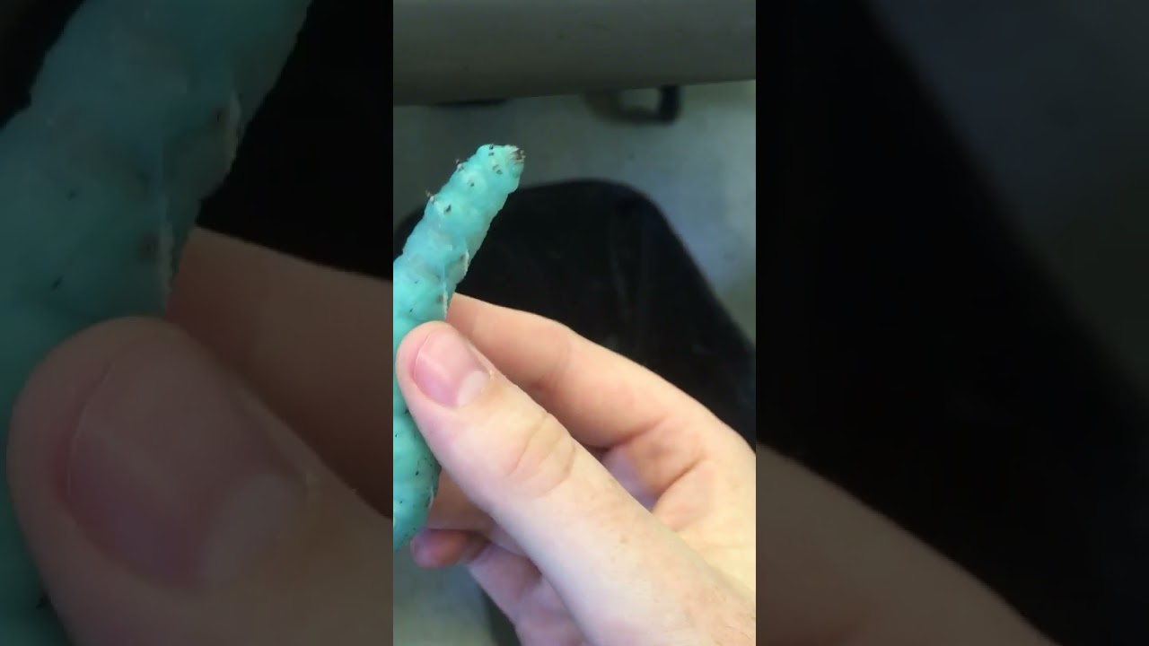 Rare blue #worm #amazing